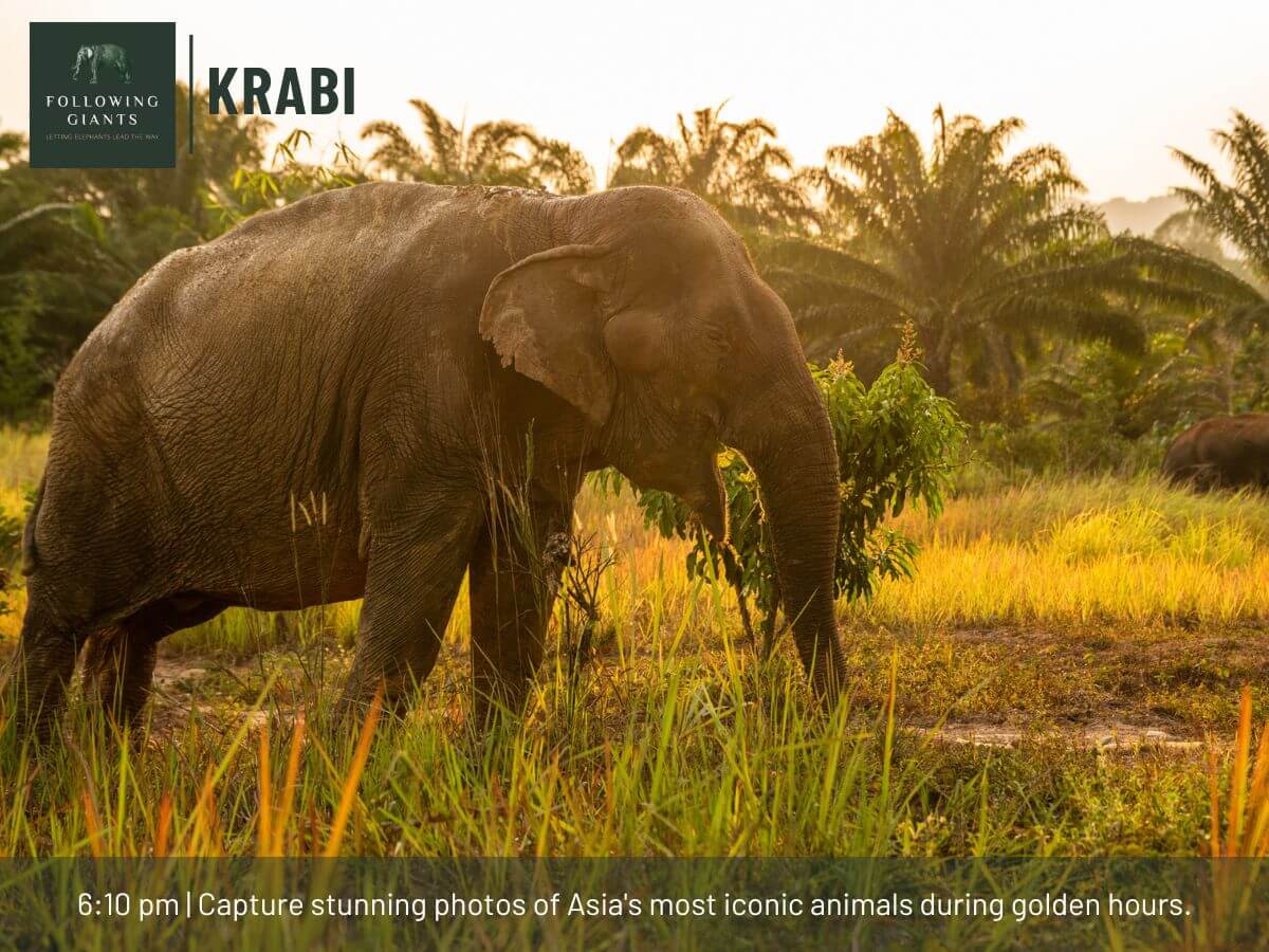 Following the Giants and Kayaking Krabi - Image 7