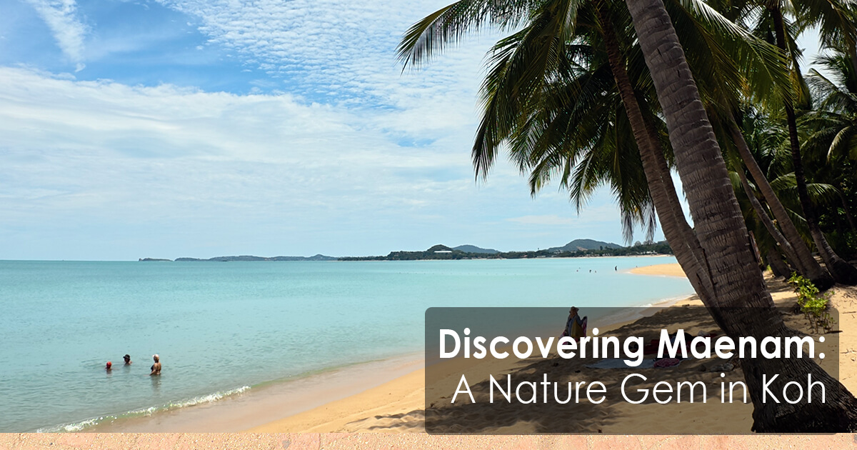 Leaning coconut palm tree over golden sand with swimmers in the calm turquoise sea at Maenam Beach Koh Samui